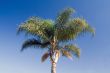 Tropical Palm tree