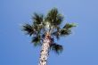 Tropical Palm tree