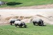 White rhinoceros