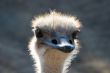 Close up of an Ostrich