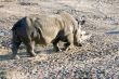 White rhinoceros