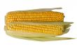 Two corn ears on white background, isolated