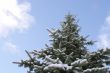 Spruce tree against blue sky
