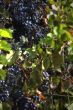 Grapevines