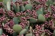 Prickly pear cactus
