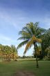 Coconut trees