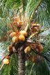 Young coconuts