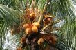 Young coconuts