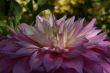 Close-up petals, pink Dahlia