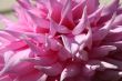 Close-up petals, pink Dahlias
