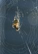 Backlit spider in garden web