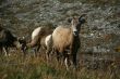 Mountain sheep