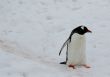 Gentoo penguin, light snow storm