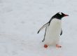 Gentoo penguin, light snow storm