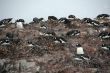 Gentoo penguin colony, nesting birds