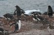 Gentoo penguin colony, nesting birds