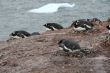 Gentoo penguin colony, nesting birds