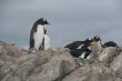 Gentoo penguin rookery