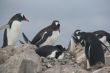 Gentoo penguin rookery