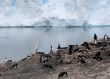 Gentoo penguin rookery