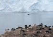 Gentoo penguin rookery