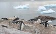 Gentoo penguin rookery