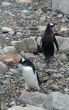 Gentoo penguins