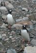Gentoo penguins