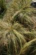 Garden decorative grasses