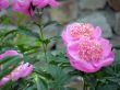 flowers. Peonies