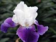 flower of an iris