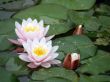 water lily