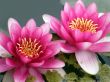 water lily