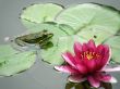 water lily