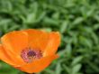 flowers of a poppy.