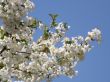 Flowers of a sweet cherry.