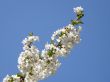 Flowers of a sweet cherry.