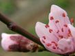 Flowers of a peach