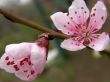 Flowers of a peach