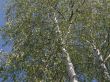 Birch.
