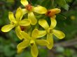 Flowers of a currant