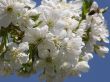 Flowers of a sweet cherry.