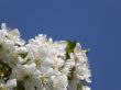Flowers of a sweet cherry.