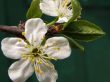flowers plums