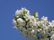 Flowers of a sweet cherry.