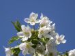 Flowers of a sweet cherry.