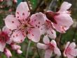 Flowers of a peach