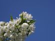 Flowers of a sweet cherry.