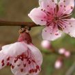Flowers of a peach