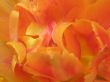 tulip